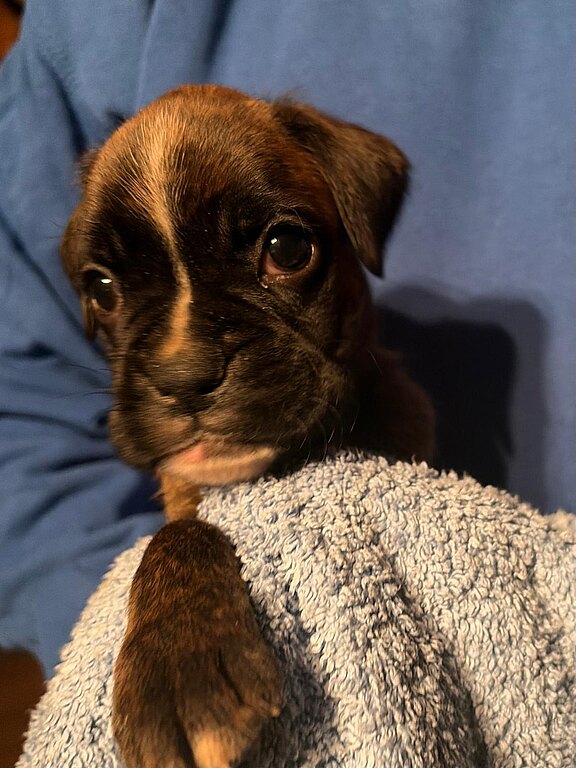 Boxerhündin mit 28 Tagen