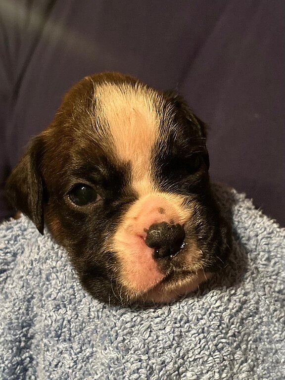 Boxerhündin grünes Halsband