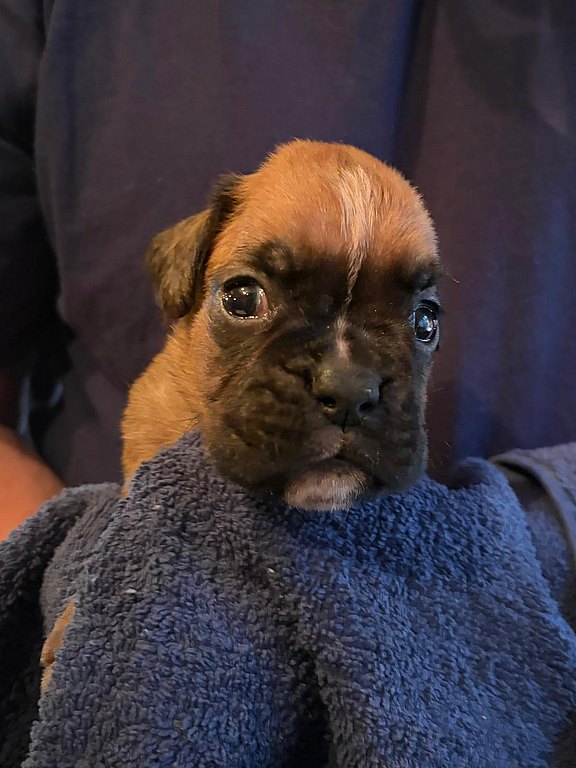 Boxerhündin lila Halsband
