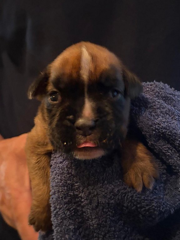 Boxerhündin gelbes Halsband