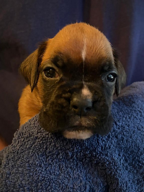 Boxerhündin gelbes Halsband