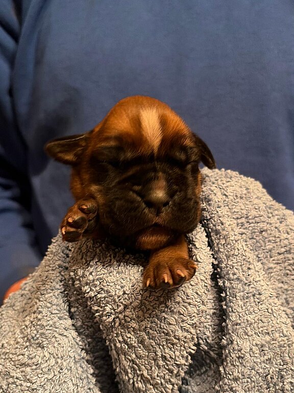 Boxerhündin 7 Tage alt