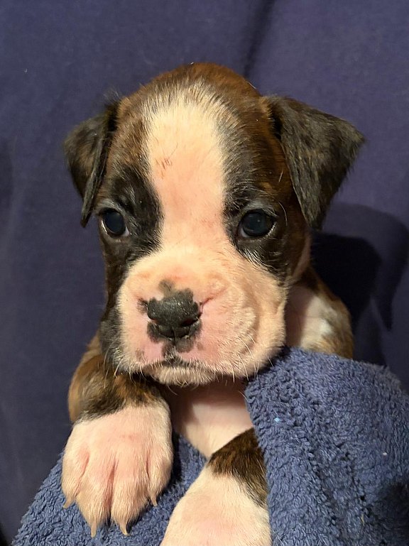 Boxerhündin orangenes Halsband