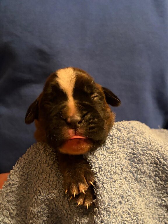 Boxerhündin 7 Tage alt