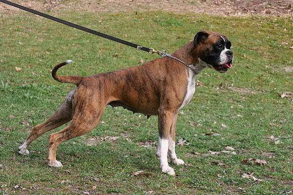 Jaylo von Ehra, Hundesport