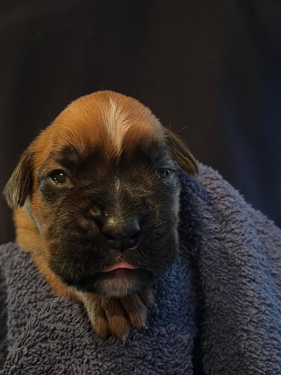 Boxerhündin grünes Halsband