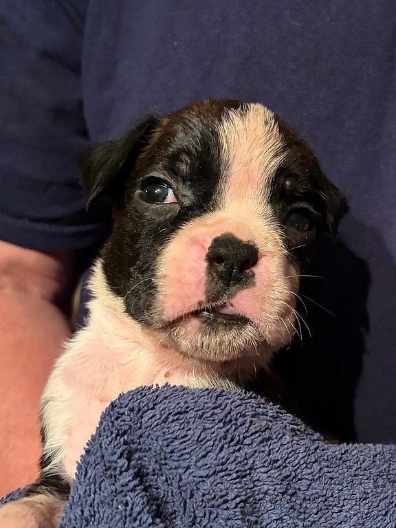 Boxerhündin ohne Halsband