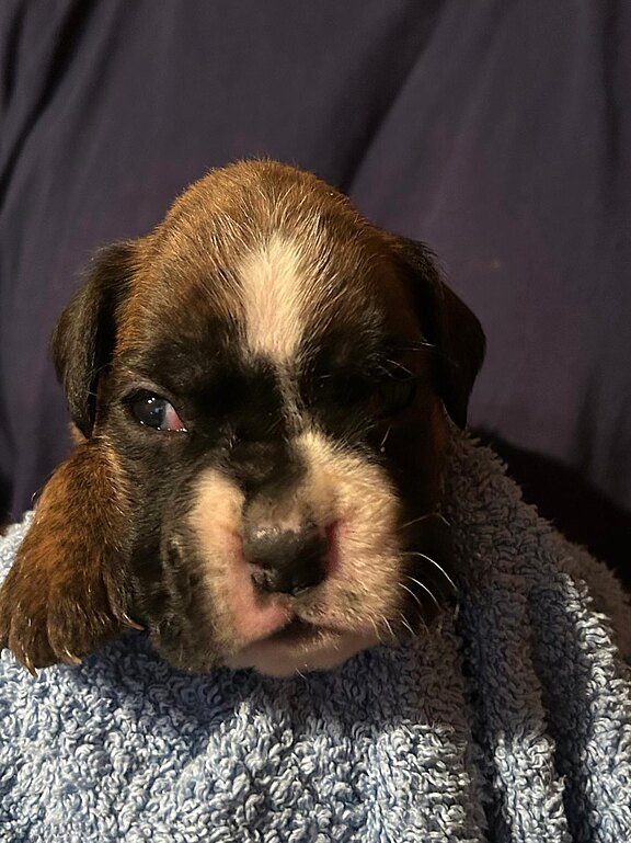 Boxerrüde blaues Halsband