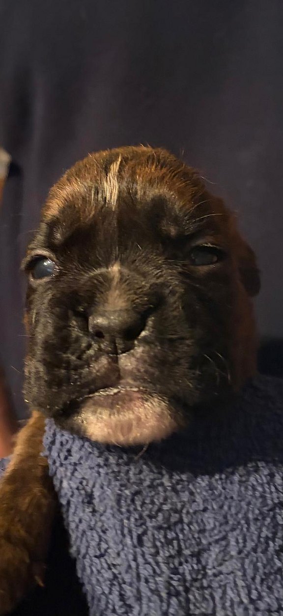 Boxerhündin weinrotes (ehemals weißes) Halsband