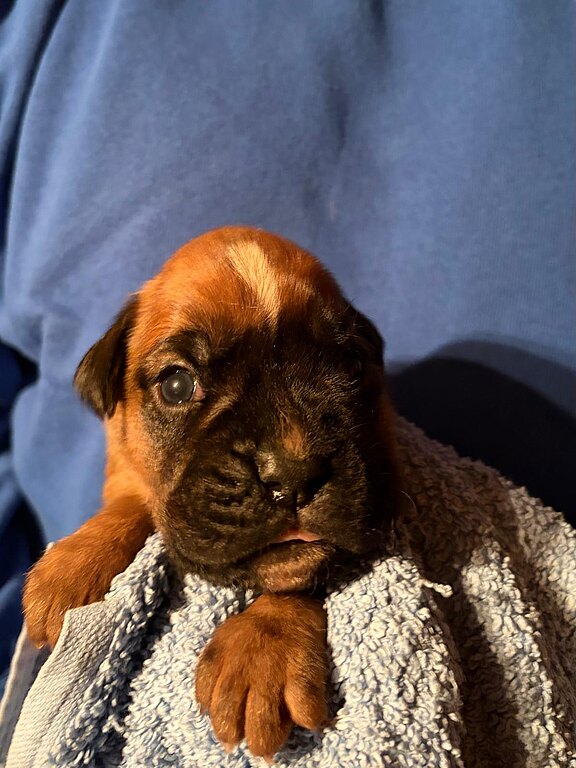 Boxerhuendin 2 im Alter von 14 Tagen