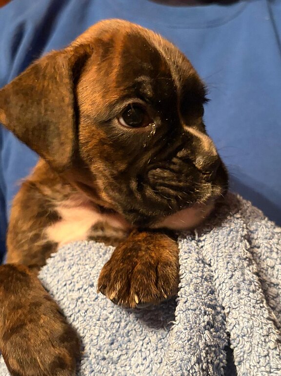 Boxer-Hündin Daisy-Fienchen mit 35 Tagen