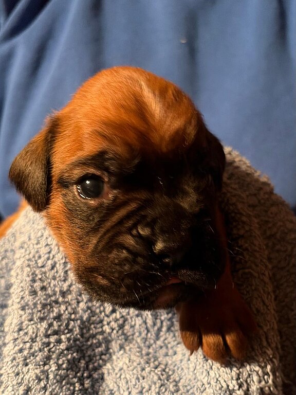 Boxerruede 1 im Alter von 14 Tagen