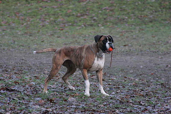 Jaylo von Ehra, Unterordnung