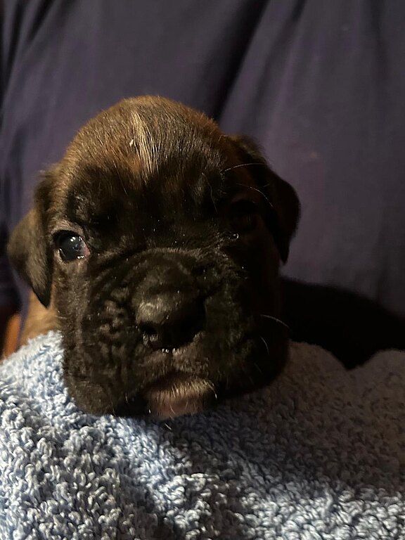 Boxerrüde graues Halsband