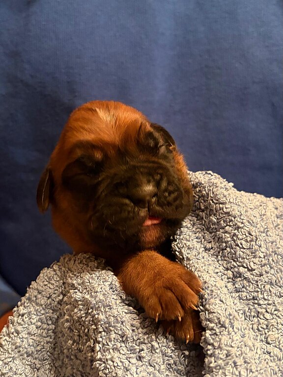 Boxerrüde 7 Tage alt