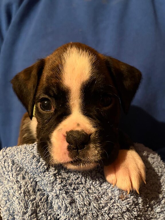 Boxerwelpe Hündin im Alter von 35 Tagen