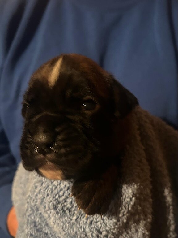 Boxerrüde graues Halsband