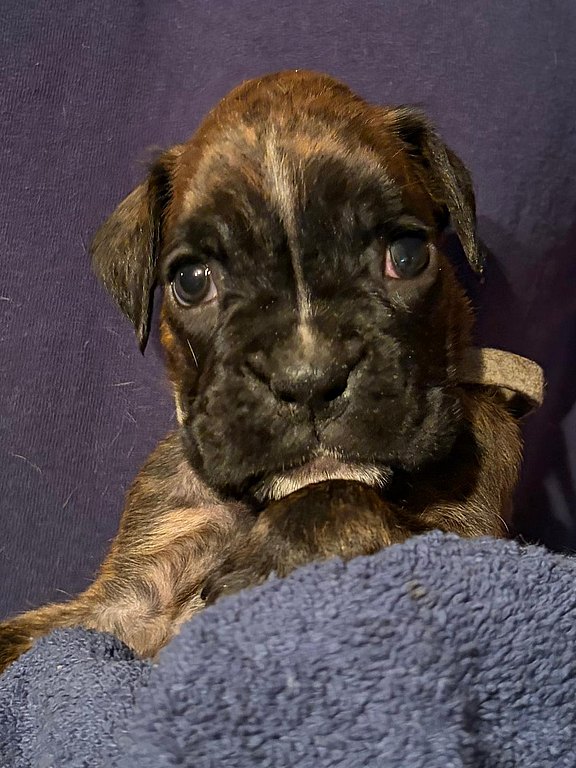 Boxerhündin graues Halsband