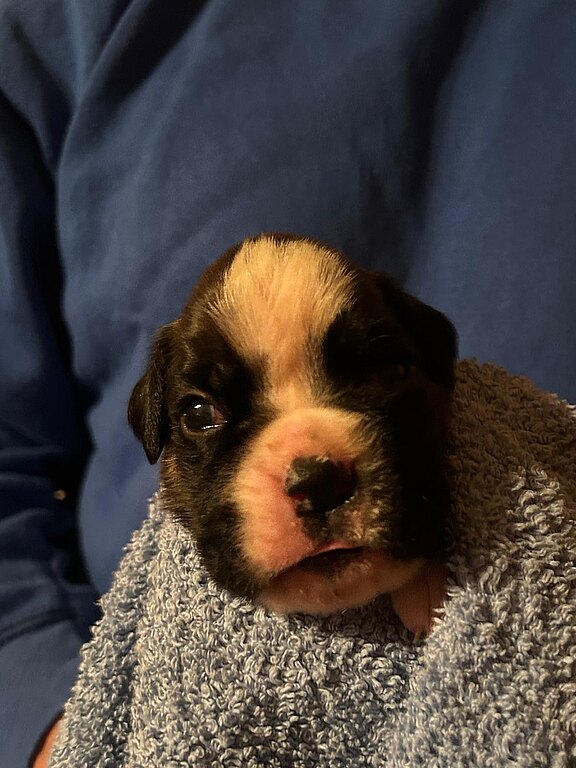 Boxerhündin grünes Halsband