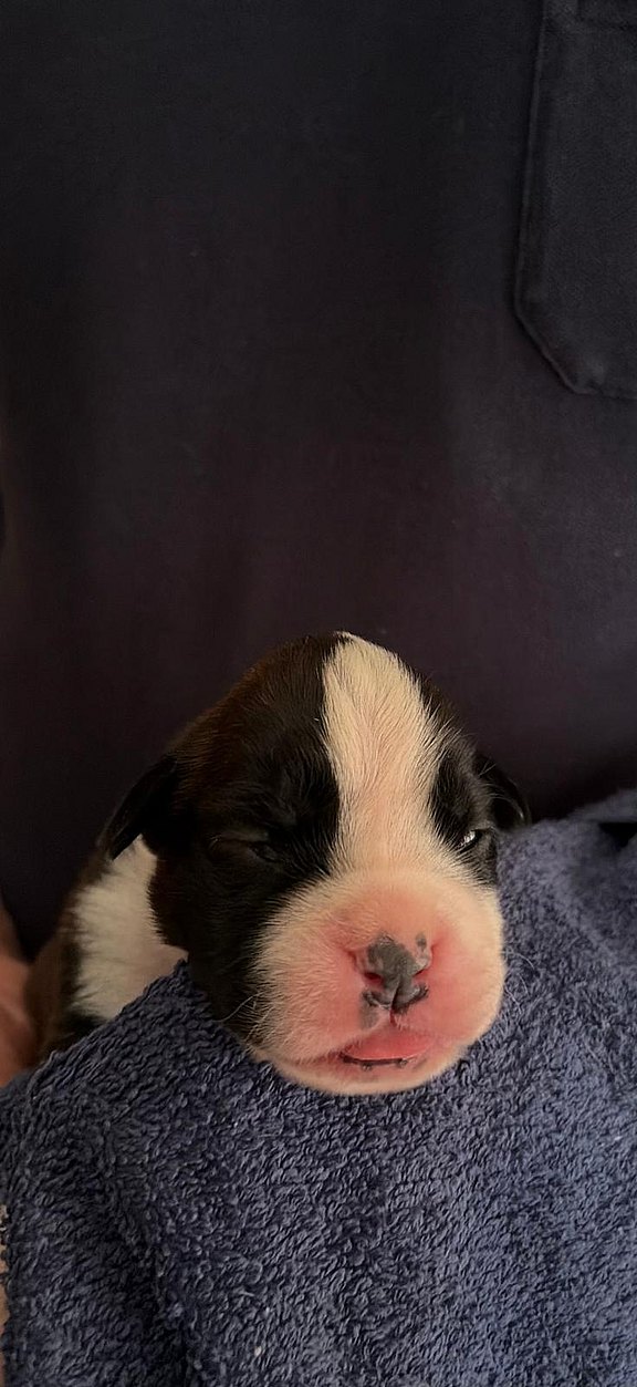 Boxerhündin rosa Halsband