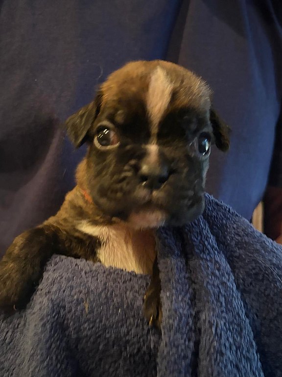 Boxerhündin rotes Halsband