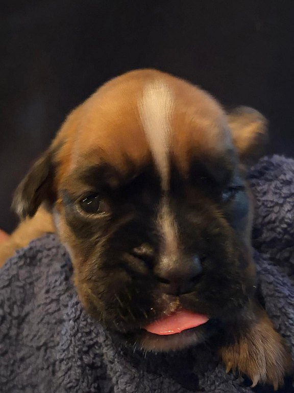 Boxerhündin lila Halsband