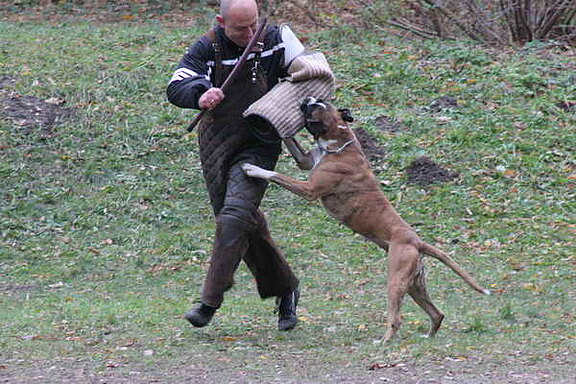 Jaylo von Ehra, Hundesport