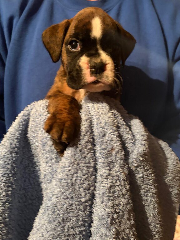 Boxerwelpe Rüde im Alter von 35 Tagen