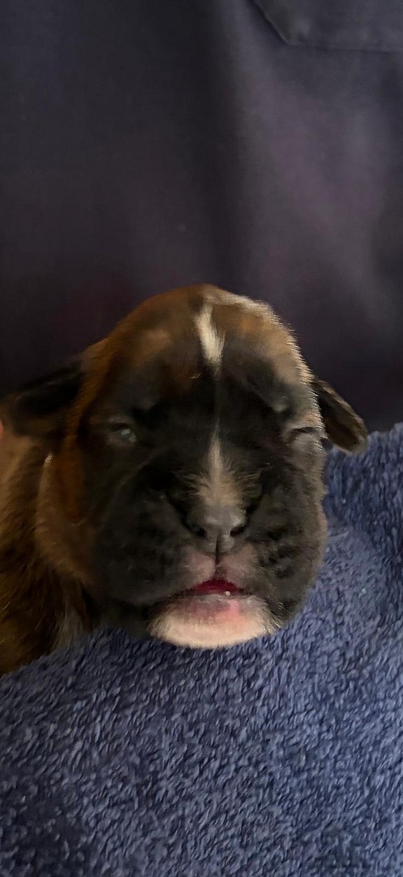 Boxerhündin weißes Halsband