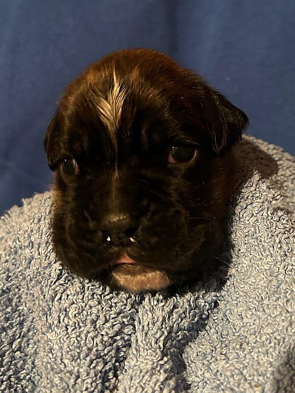 Boxerhündin rotes Halsband