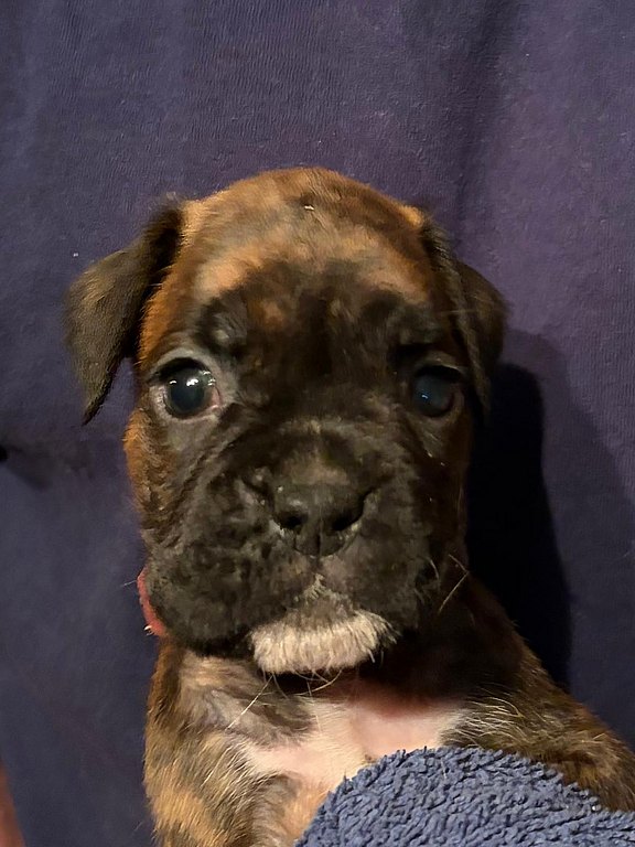 Boxerhündin weißes Halsband