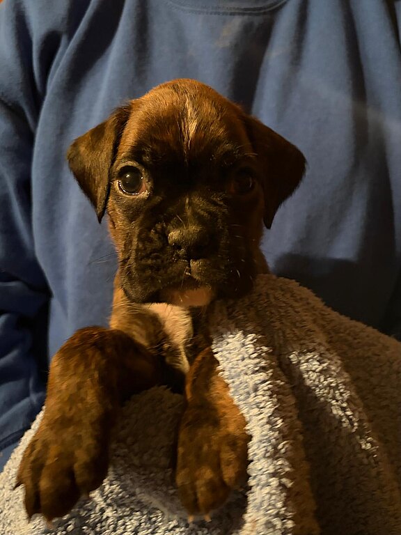 Boxerwelpe Hündin im Alter von 35 Tagen