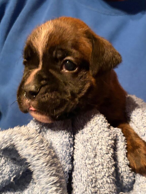 Boxerhündin 1 gestromt