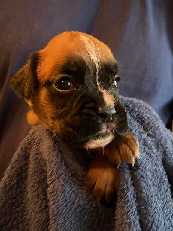 Boxerhündin gelbes Halsband