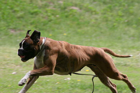 Jaylo von Ehra, Hundesport