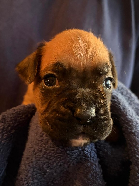 Boxerhündin grünes Halsband