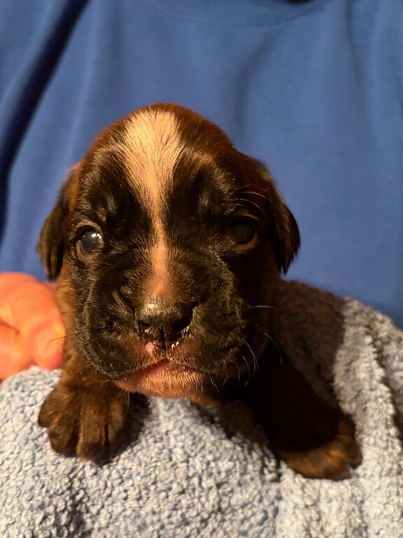 Boxerhuendin 1 im Alter von 14 Tagen