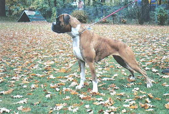 Jaylo von Ehra, Hundesport