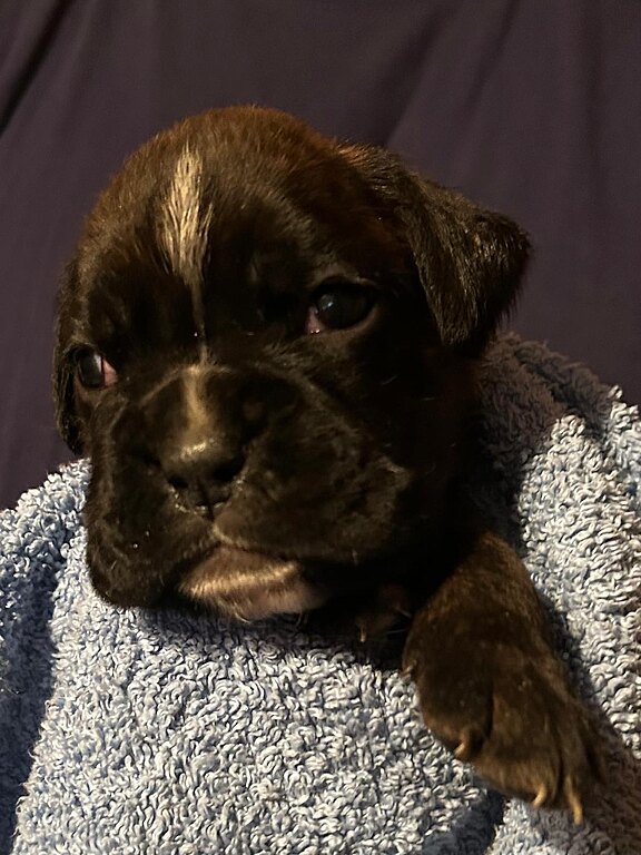 Boxerhündin gelbes Halsband