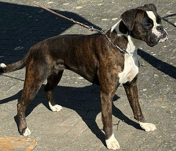 Boxerhündin Zilly  