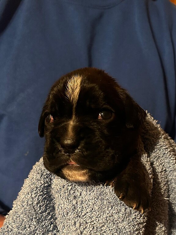 Boxerhündin gelbes Halsband