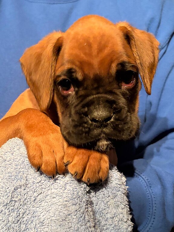 Boxer-Rüde 2 mit 42 Tagen