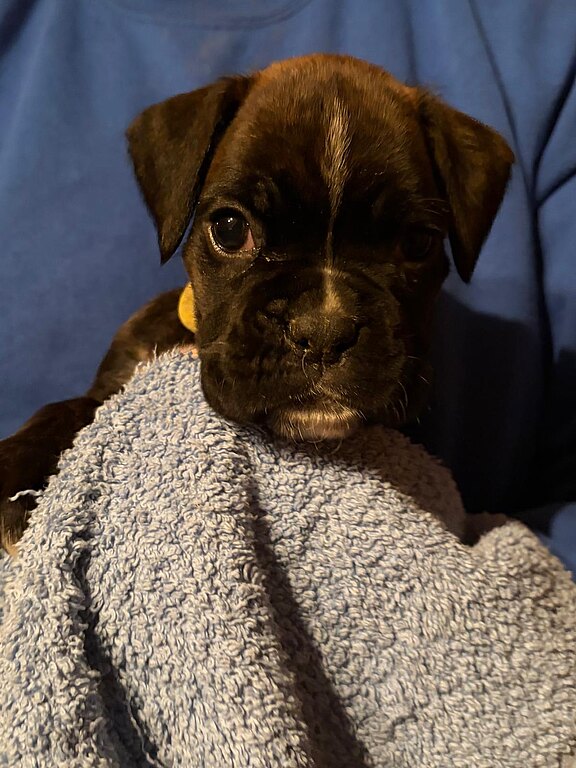 Boxerwelpe Hündin im Alter von 35 Tagen