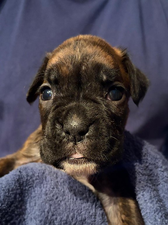 Boxerhündin weinrotes Halsband