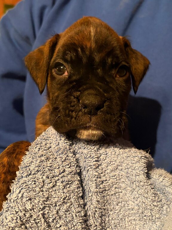 Boxerwelpe Rüde im Alter von 35 Tagen