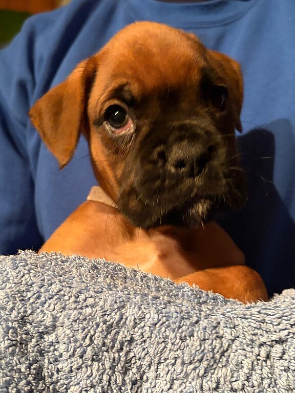 Boxer-Rüde Dexter mit 42 Tagen