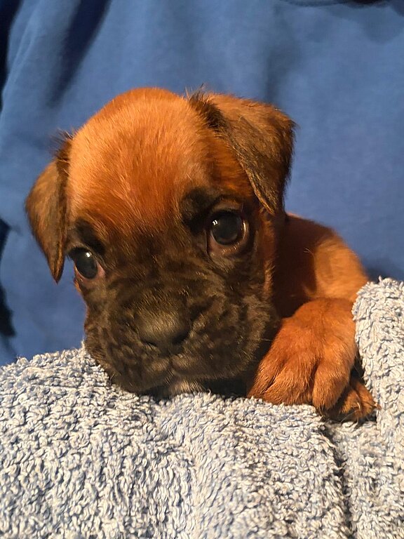 Boxerrüde mit 28 Tagen