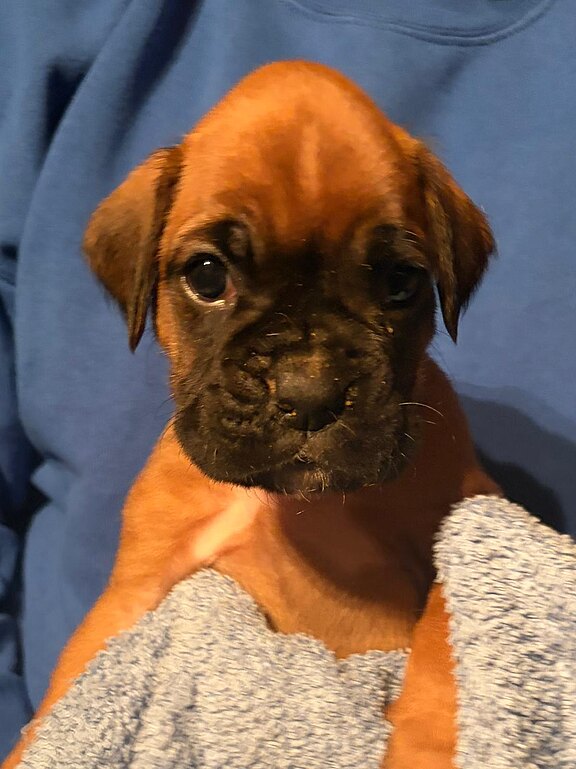 Boxerhündin mit 28 Tagen