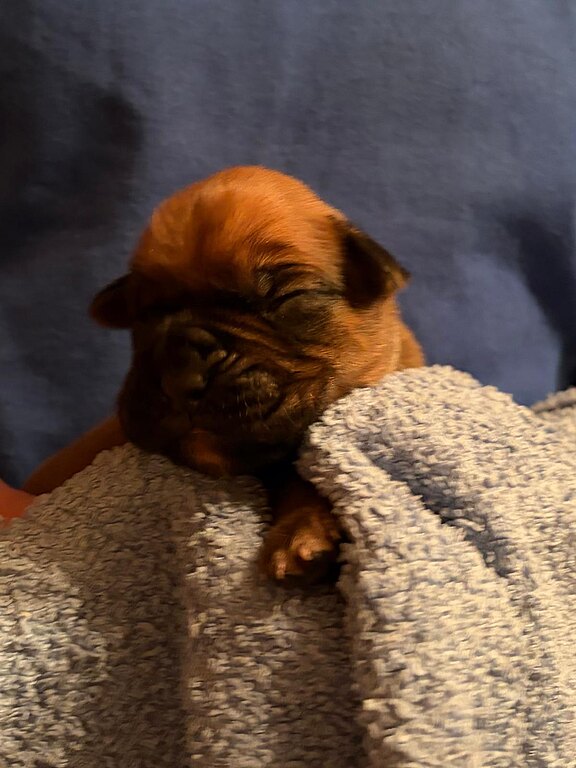 Boxerrüde 7 Tage alt