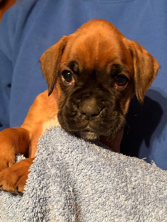 Boxer-Hündin Daska mit 35 Tagen